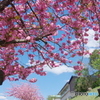 八重桜サトザクラ-1