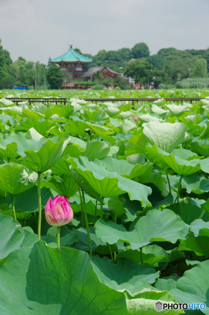 上野不忍池の蓮-4