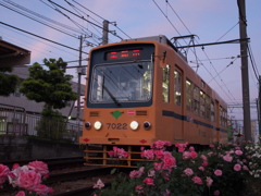 都電荒川車庫前のバラ-2