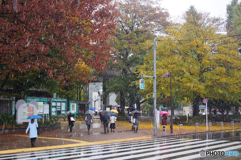 １１月の雪－３