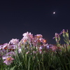 堀切菖蒲園-2