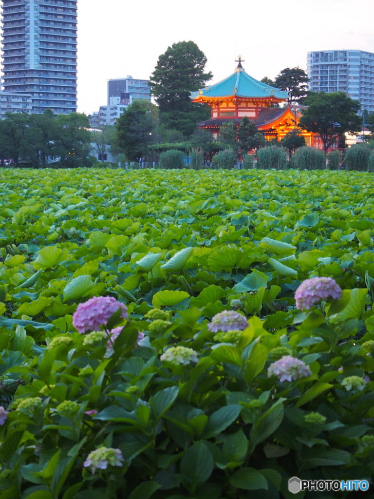 紫陽花2017-9