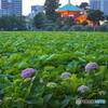 紫陽花2017-9