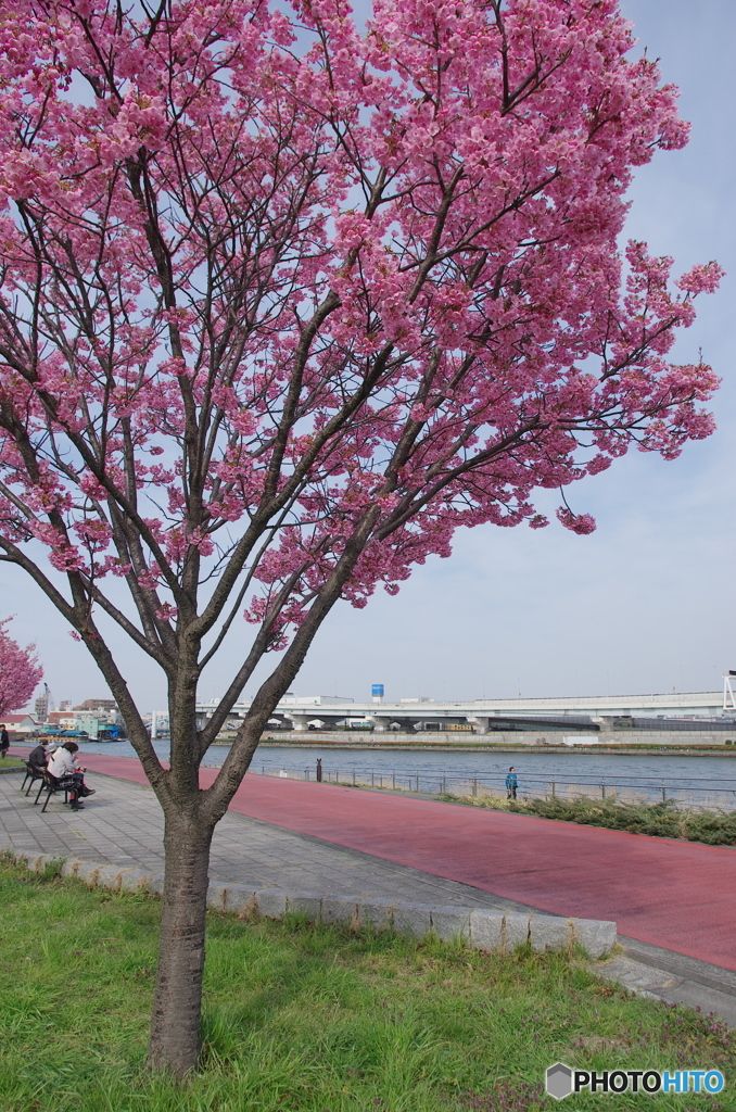 南千住汐入公園の陽光桜－１