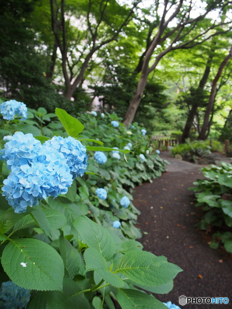 紫陽花2017-4