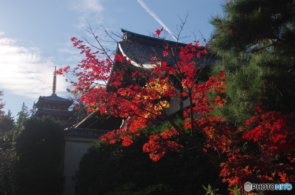 小金本土寺の紅葉2017-8
