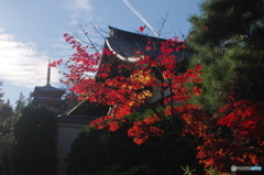 小金本土寺の紅葉2017-8