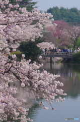 新宿御苑の桜-4