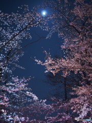 上野公園の桜2018-3