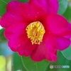 山茶花