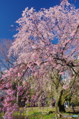 六義園の枝垂桜2018-2