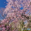 六義園の枝垂桜2018-2