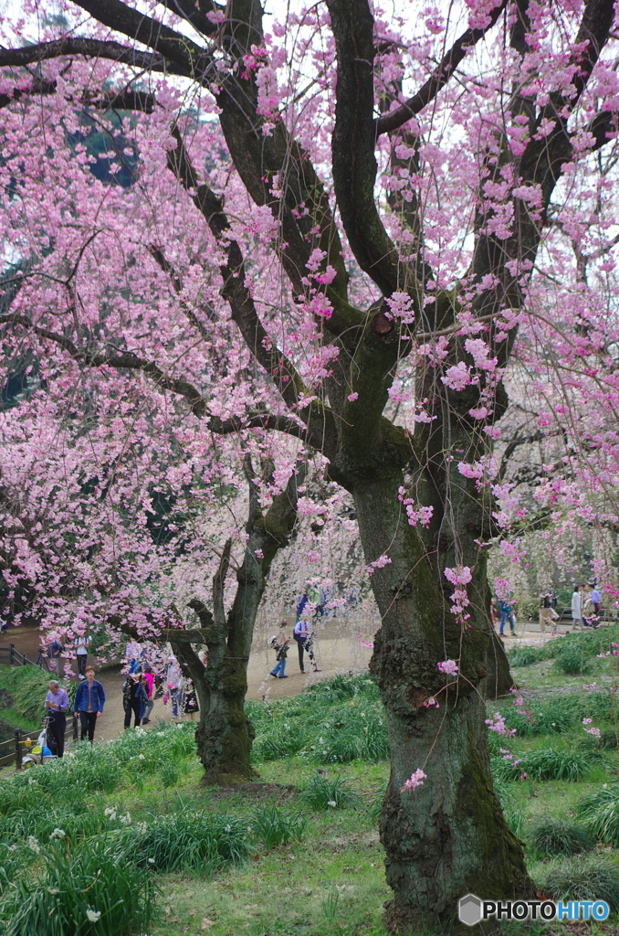 新宿御苑の桜-6