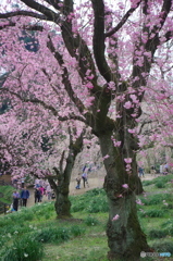 新宿御苑の桜-6