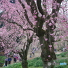 新宿御苑の桜-6