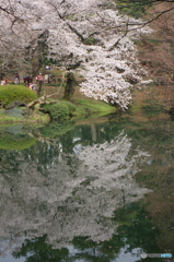 新宿御苑の桜-5