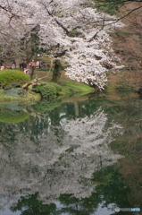新宿御苑の桜-5