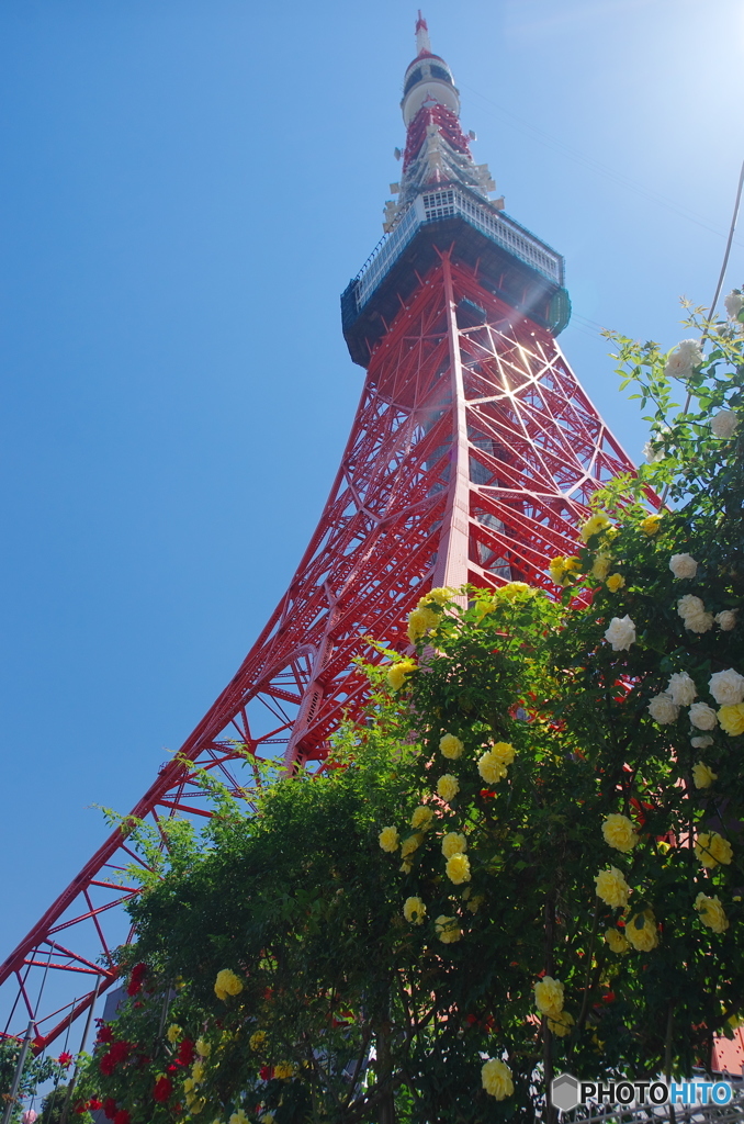 東京タワーと薔薇