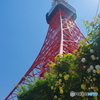 東京タワーと薔薇