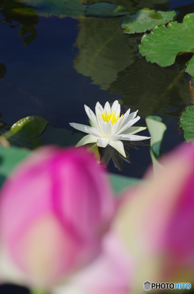 利根親水公園の蓮2018-4