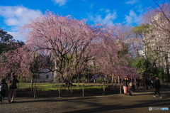 六義園の枝垂桜2018-4