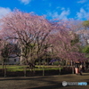 六義園の枝垂桜2018-4