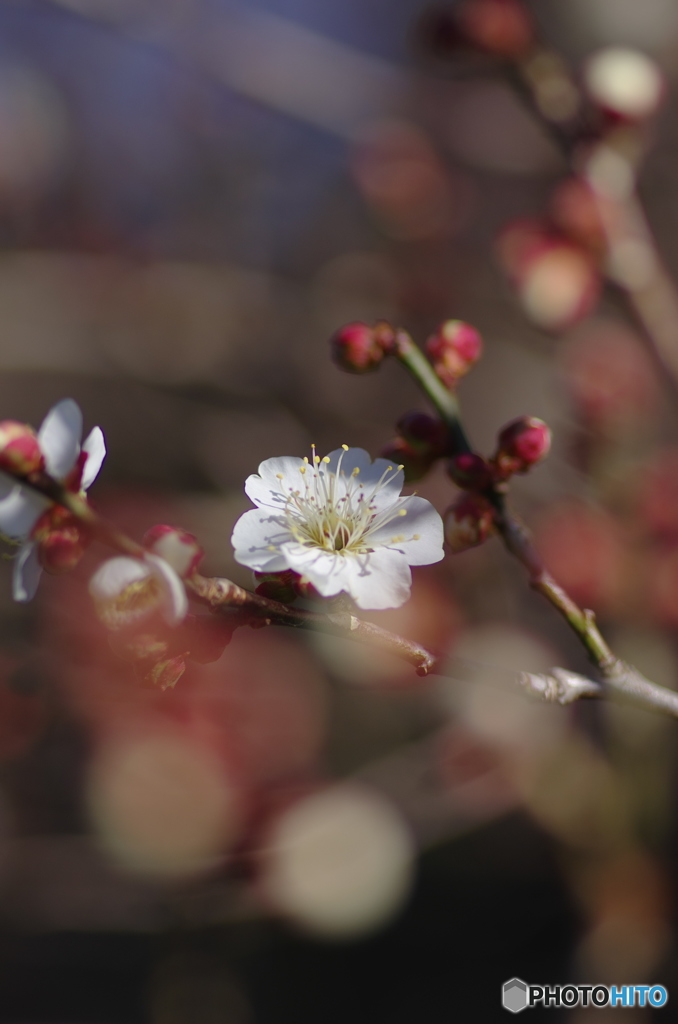 早咲きの梅－3