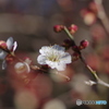 早咲きの梅－3