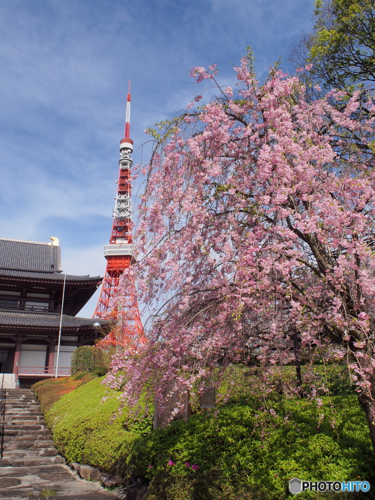 東京タワーと桜－１