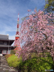 東京タワーと桜－１