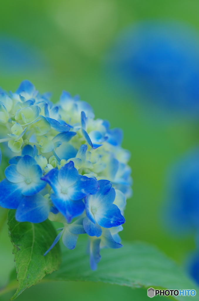 紫陽花2017-7