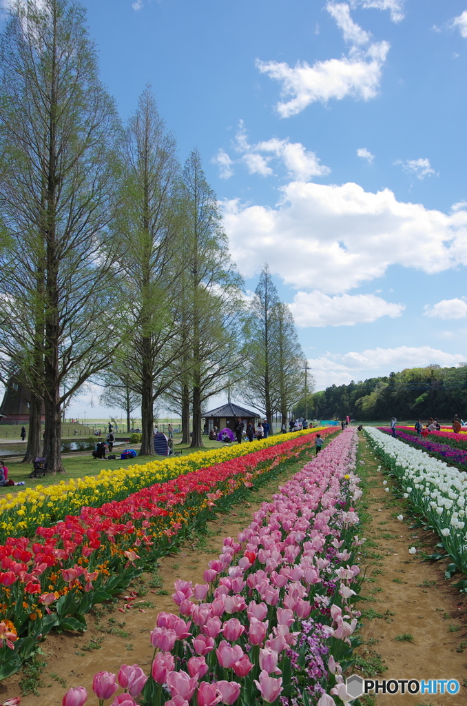 あけぼの山農業公園のチューリップ2018-3