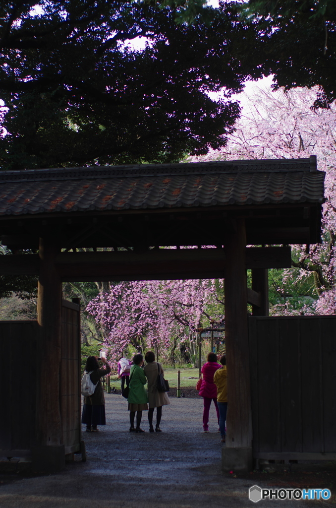 六義園の枝垂桜2018-3
