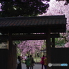六義園の枝垂桜2018-3