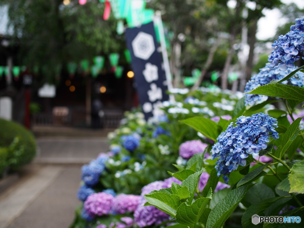 文京白山神社の紫陽花-3