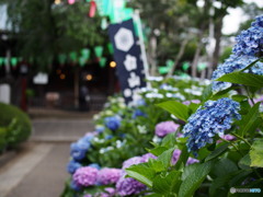 文京白山神社の紫陽花-3