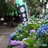 文京白山神社の紫陽花-3