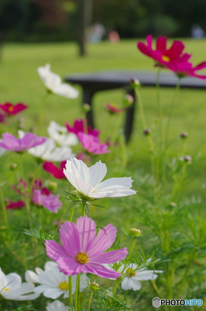 秋桜2017-6