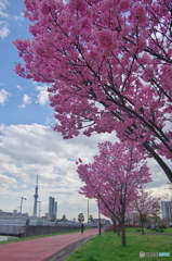 南千住汐入公園の陽光桜2018-3