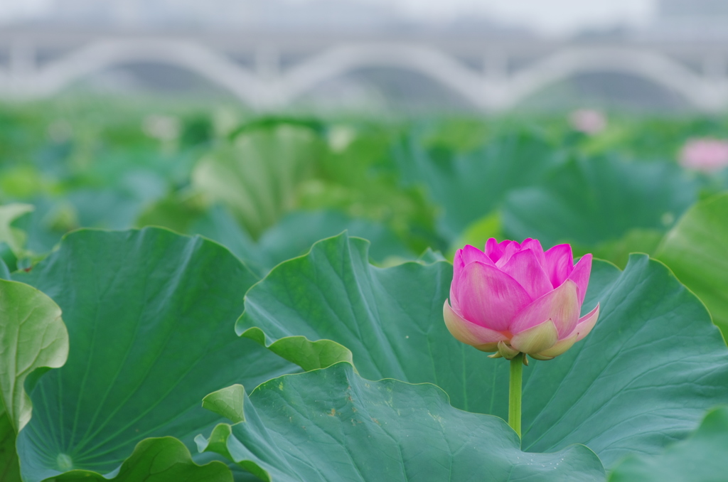 手賀沼の蓮-4