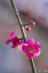 近所の梅-4