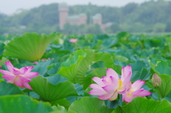 手賀沼の蓮-2