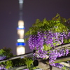亀戸天神（２０１５年）