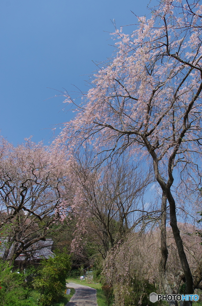 櫻川磯部稲村神社-1