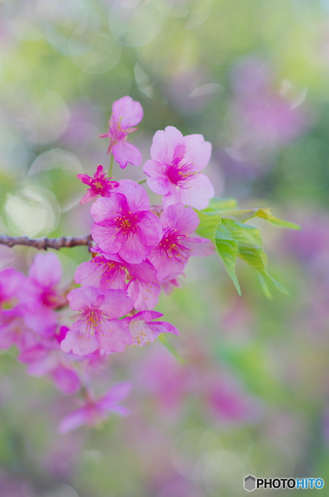河津桜（観音寺）-2