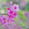 河津桜（観音寺）-2