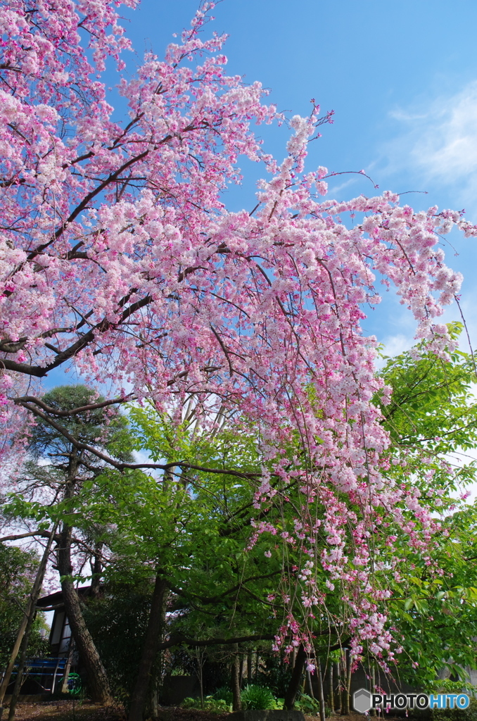 或る枝垂桜-2
