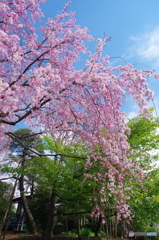 或る枝垂桜-2