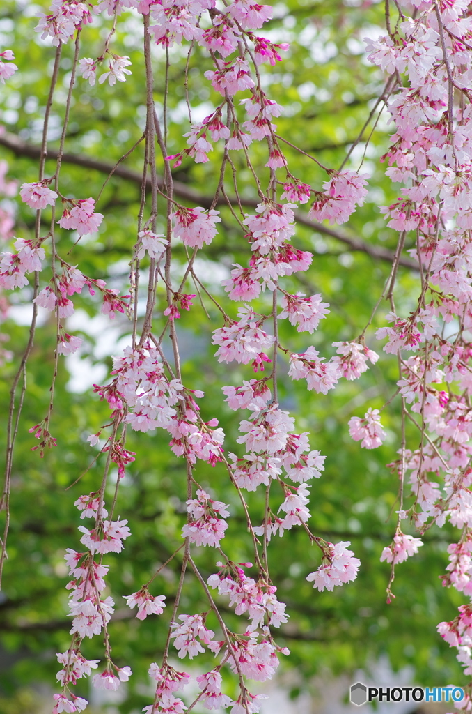 或る枝垂桜-4