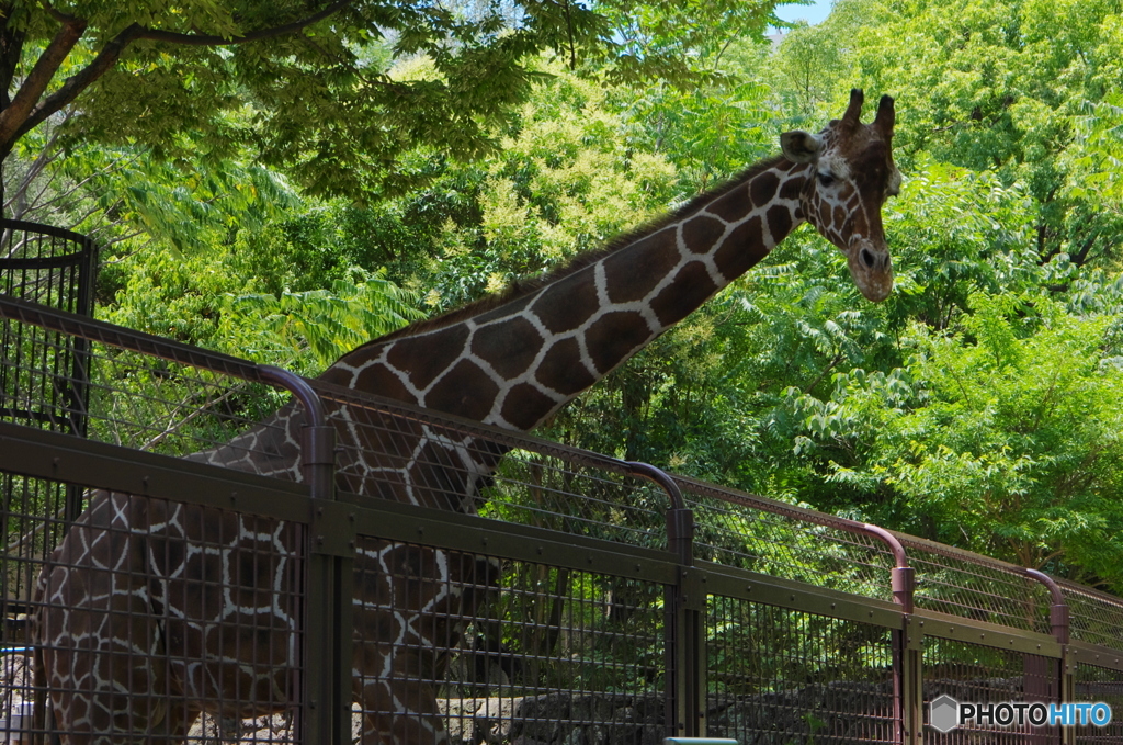 上野動物園-3